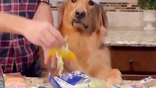 Helpful things my dog does! #dog #goldenretriever