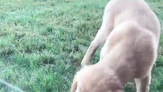 My puppy just wanted a drink!