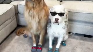My dog wins this trend! #dog #goldenretriever
