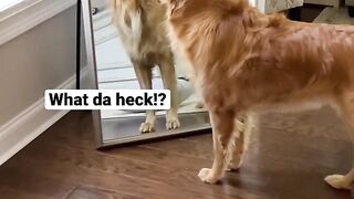 My dog saw himself in the mirror for the first time! #dog #goldenretriever