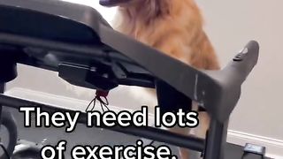 Things to know before getting a Golden Retriever. #dog