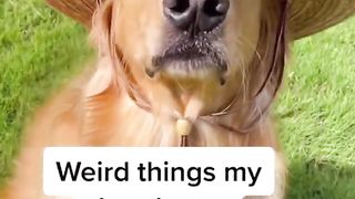 The weirdest dog on the internet ????. #dog #goldenretriever