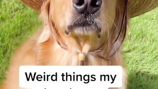The strangest dog… #dog #goldenretriever