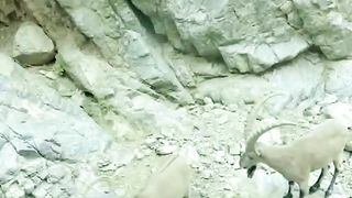 Ibex goats playing in the mountains ???? #PlanetEarth3