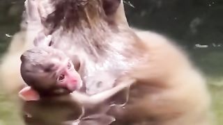 The monkey mother was carried swimming, sorry for the child who was drowning