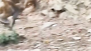 The baby monkey is chased by a big monkey