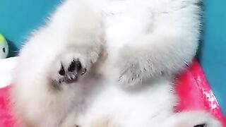 funny cat complication 2