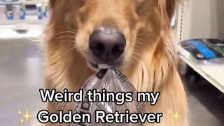 My dog is a little weird. #puppy #goldenretriever