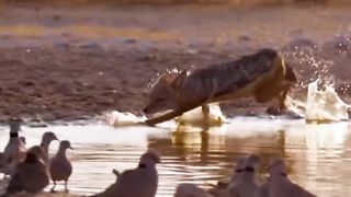 A close call ???? ｜ Dogs In The Wild ｜ BBC Earth