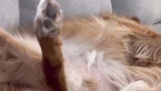 The way my dog sleeps is hilarious ???? #dog #goldenretriever