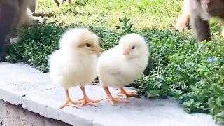 Monkeys are confused with chicks and other animals