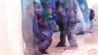 gorillas are afraid of rain