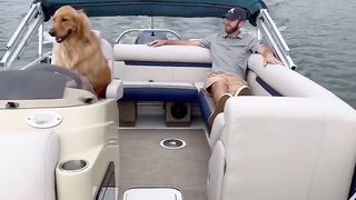 My dog crashed our boat! #dog #goldenretriever