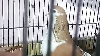 Kabootar in the cage