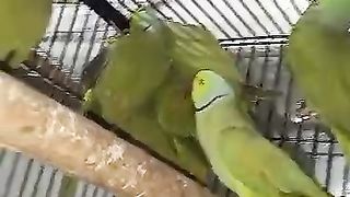 The green parrots ll green parots ll braitiful