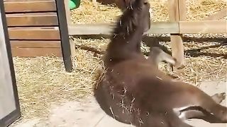 Funny CUTE
