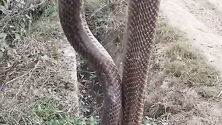 طلا بنے گا اس   سانپ کا