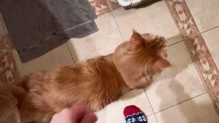 Реакция пантеры Луны на настоящую кошку