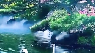 Swan FUNNY