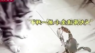 The reaction of cats in action
