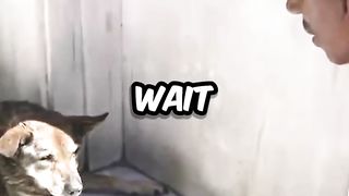 IShowSpeed Helps a Homeless Dog