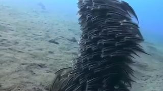 Schoal of Fish.Beautiful formation.#fish #nature #wildlife #wildanimals.#animalsbeauty.