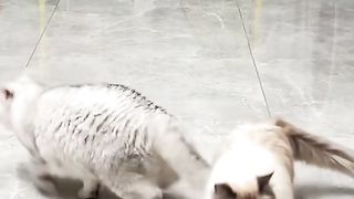 funny kitten