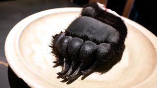 Japanese Food - GIANT BEAR PAW Tokyo Japan