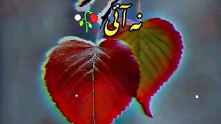 Zabar dasit video
