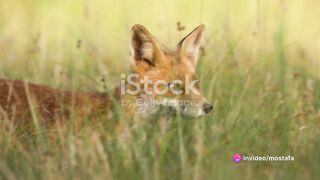 Clash of the Cunning: The Fox vs. The Hyena