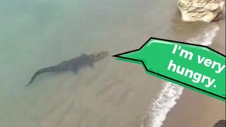 Sighting of a large saltwater crocodile on the beach in Indonesia.