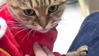Naughty Cat