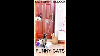 New Funny Videos 2024 Cutest Cats Part-1
