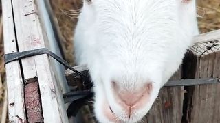 Beautiful goat