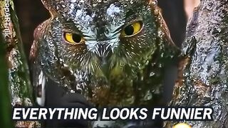Animals doing crazy things