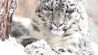 Snow Leopard.#nature #wildlife #wildanimals.#animalsbeauty.