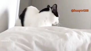 funny cat