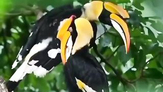 beautiful birds