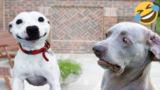 Funny Dogs and Cats-TRY NOT TO LAUGH/Funny Animals