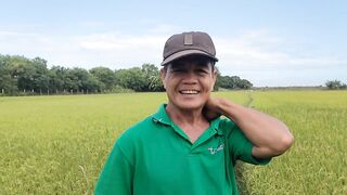 From 80 sacks of palay to 140 _ Paano pataasin ang harvest ng palay_