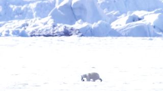 Polar bears fight - animal kingdom