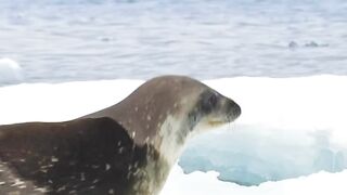 Seal - animal kingdom