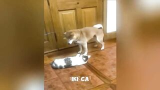 Funny cats