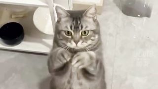 Cute Cat Moments Guaranteed to Make You Smile!