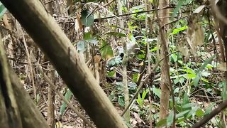 VIRAL_TEMUAN BURUNG YANG LANGKA