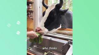 Cow Peeks Into Couple's Window Every Day And Asks For Cuddles _ Cuddle Buddies