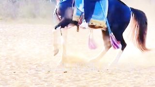#foryou#febspotvedio #Foryoupage #trending #horselover #horse #500k #fyp #1M #impres.13
