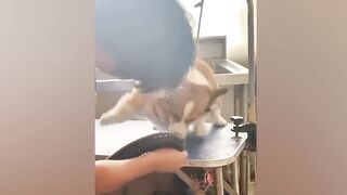 When your dog is like your sibling ???? Funny Dog and Human