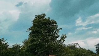 Guardians of the Isle: Sri Lankan Elephants |#shorts