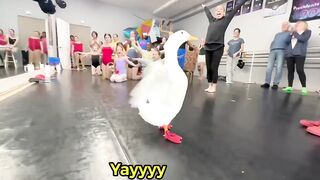 I took my duck to Dance Class.